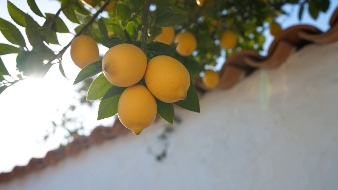 Location plate: lemons on a branch overhanging a whitewashed wall in hard midday sun, no talent in frame.